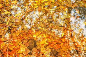 水の中の紅葉