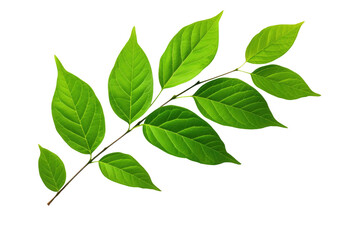 Branch of a Tree With Green Leaves. On a White or Clear Surface PNG Transparent Background..