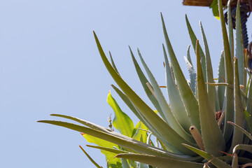 A vibrant green agave plant with long, pointed leaves and thorns extending outward towards the clear blue sky. Close up of cactus green plant Agave Sisalana Perrine or Sisal Agave growing outdoors