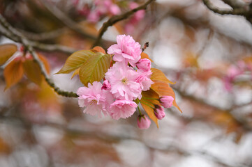 Close-up shot of pink Sakura flowers on a branch.