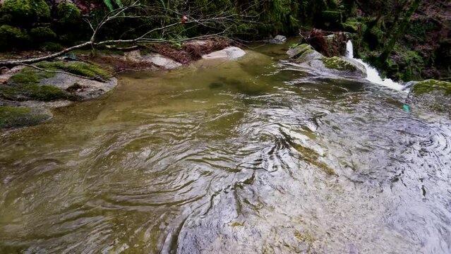 Rippling Bugio river through Barrias forest, Portugal