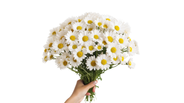 Hand Holding Bouquet of White and Yellow Daisies. On a White or Clear Surface PNG Transparent Background.. - Powered by Adobe