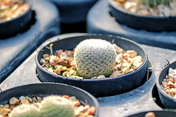 The cactus in the farm