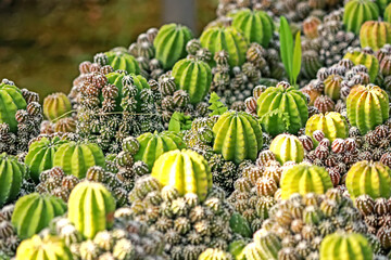 The cactus in the farm