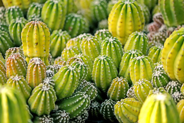 The cactus in the farm