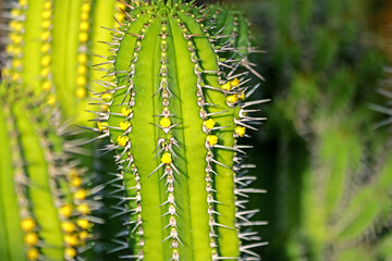 The cactus in the farm
