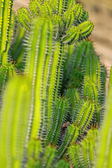 The cactus in the farm