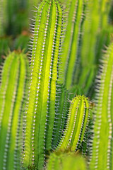 The cactus in the farm