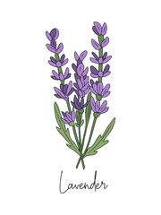 Lavender flower colored outline drawing. Hand drawn Modern design for tattoo, wedding invitation, logo, cards, packaging. Trendy greenery vector illustration isolated on transparent background.