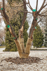 tree with three trunks wrapped with a protective rope and mulched roots