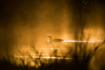 Red throated loon swim in a misty pond in morning light