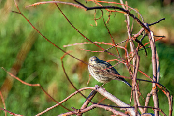 Meadow pipit sitting on a tree branch and looking to the camera