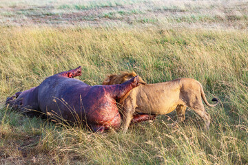 Lion eating from a dead hippopotamus