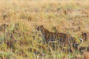Leopard standing in high grass and looking