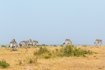 Herd of Zebras walking on the african grass savanna