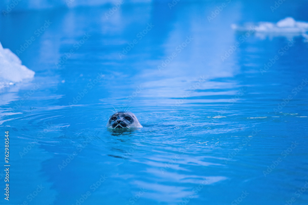 Wall mural Seals swimming in arctic waters