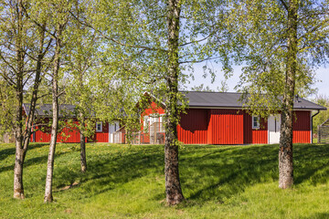 Red holiday cottages in a birchgrove