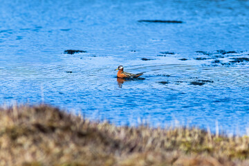 Red-necked phalarope swimming in a lake