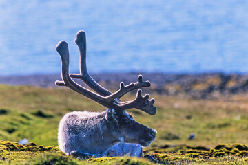 Svalbard Reindeer bull resting on a shore