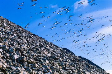 Flock of little auk flying at a rockfall in Arctic