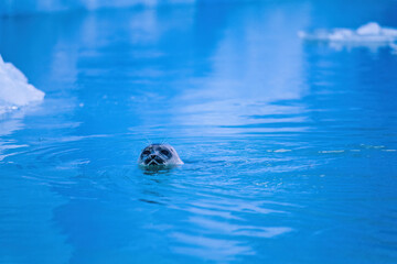 Seals swimming in arctic waters