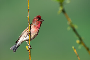 rosefinch bird on a branch