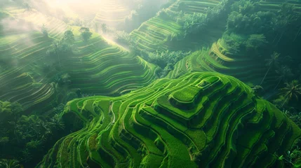 Fotobehang Aerial View of Lush Green Rice Field © Yana