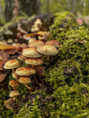 honey agaric mushrooms and moss in the forest