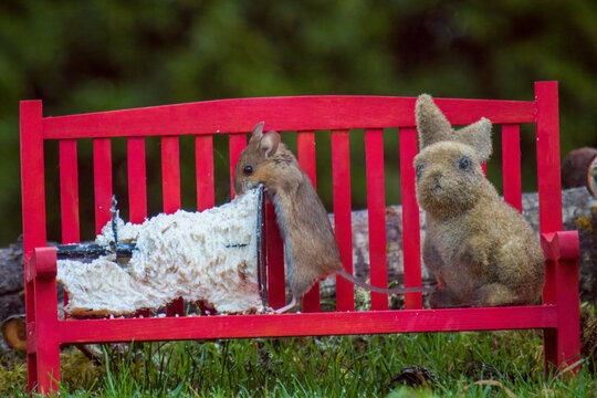a portrait from the nocturnal yellow necked mouse, apodemus flavicollis, in the garden on a red wood bench with a easter rabbit