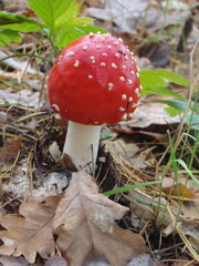 mushrooms in the forest. wildlife, nature