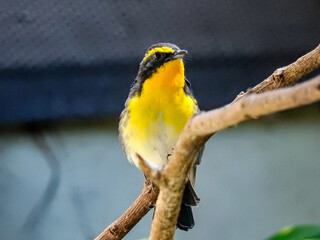 夏になると現れるキビタキは福島県の県鳥に指定されています