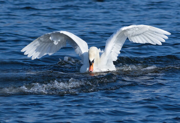 Mute swan, Cygnus olor. The male flaps his wings to ward off the other swans