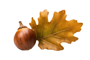 Acorn and Leaf on White Background. On a White or Clear Surface PNG Transparent Background..