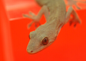 ヤモリ　紅背景