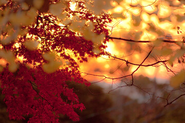 sunset in the autumn