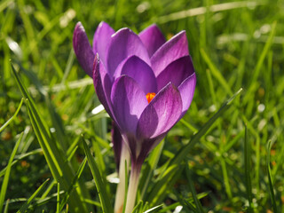 Close up of beautiful Crocuses in the grass in the garden