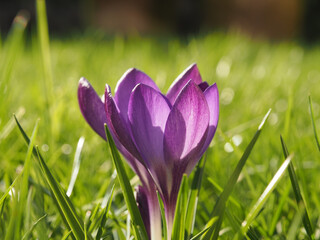 Close up of beautiful Crocuses in the grass in the garden