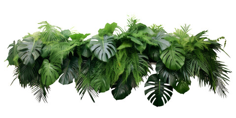 Tropical leaves foliage plant bush floral arrangement nature backdrop isolated on white background, clipping path included. - obrazy, fototapety, plakaty