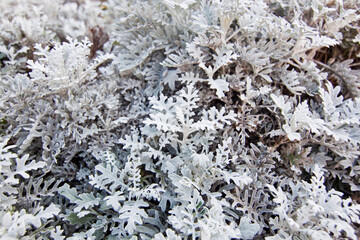 frost on the branches