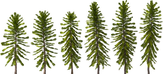 tree wollemie conifer hq arch viz cutout trees