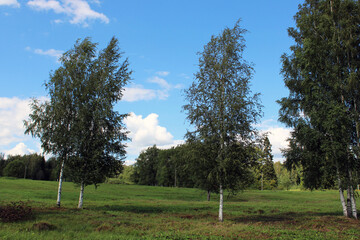 Birch trees in a field and blue sky. Summer landscape.
