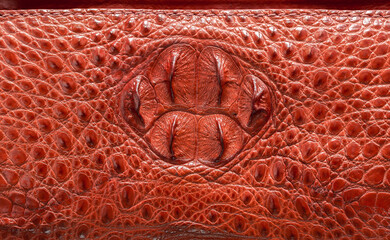 Skin crocodile color texture for make leather shirt