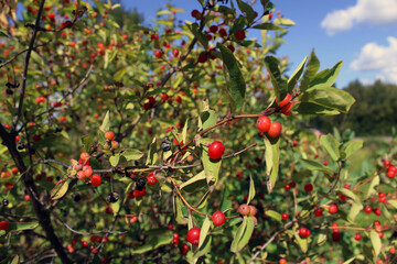 Green bush with red berries. Sunny summer day.