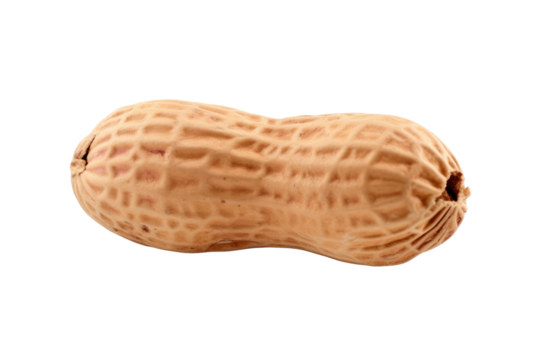 Peanut on White Background. On a White or Clear Surface PNG Transparent Background..