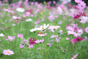 Field of colorful cosmos flowers - 762989133