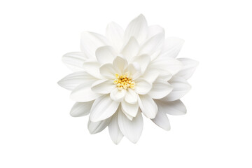 White Flower With Yellow Center on White Background. On a White or Clear Surface PNG Transparent Background..