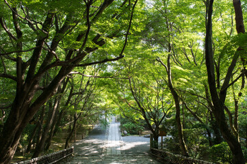 Fototapeta premium Quiet paths and green trees in the temple