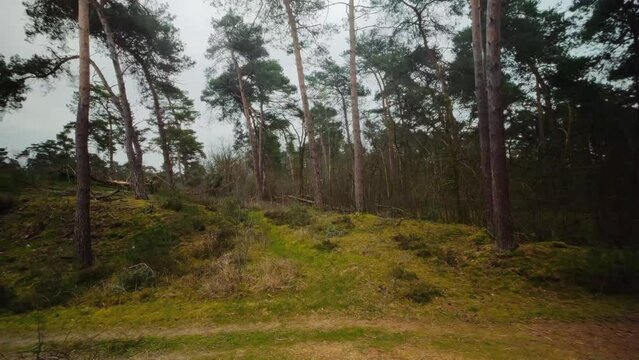 Pine tree forest on dune hill covered with moss landscape background pov