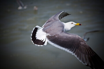 seagull in flight