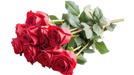 Bright red roses lie on white isolated background